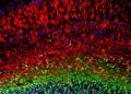 Researchers create atlas of developing mouse brain