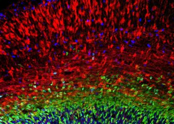 Researchers create atlas of developing mouse brain