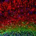 Researchers create atlas of developing mouse brain