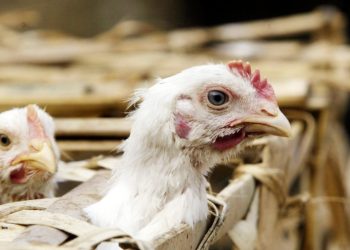 First human US case of bird flu strain detected in Colorado, CDC says health risk low