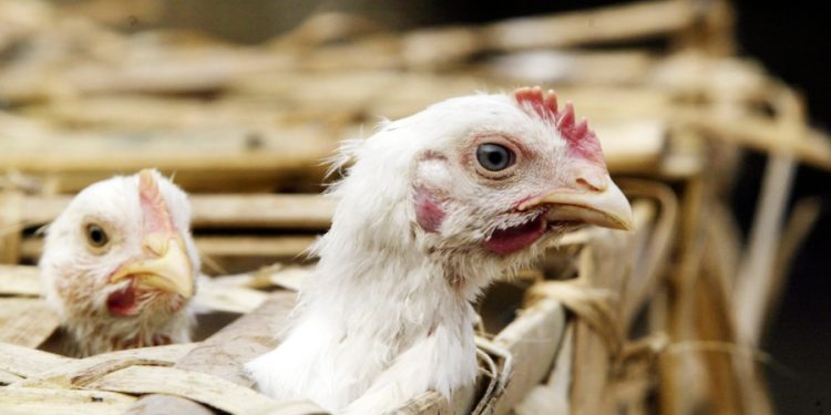 First human US case of bird flu strain detected in Colorado, CDC says health risk low