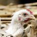 First human US case of bird flu strain detected in Colorado, CDC says health risk low