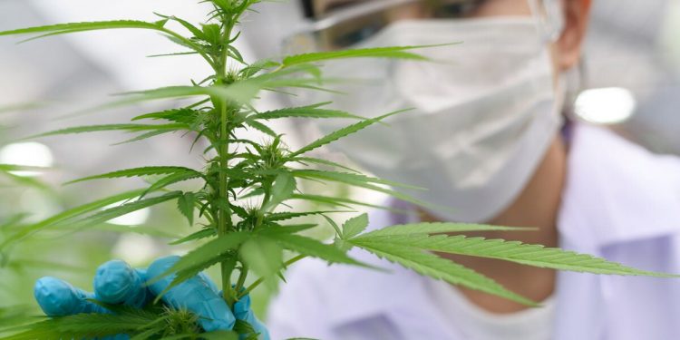 It may be increasingly legal but doesn’t mean cannabis is safe