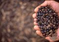 Study: Coffee may be linked with lower risk of death