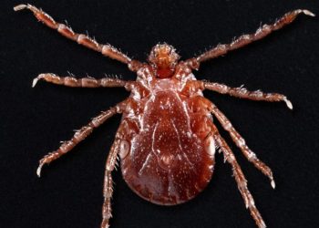 Lyme disease becoming more prevalent: analysis