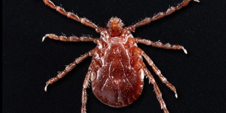 Lyme disease becoming more prevalent: analysis