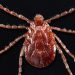 Lyme disease becoming more prevalent: analysis