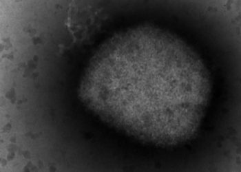 Monkeypox: CDC’s new warning level explained