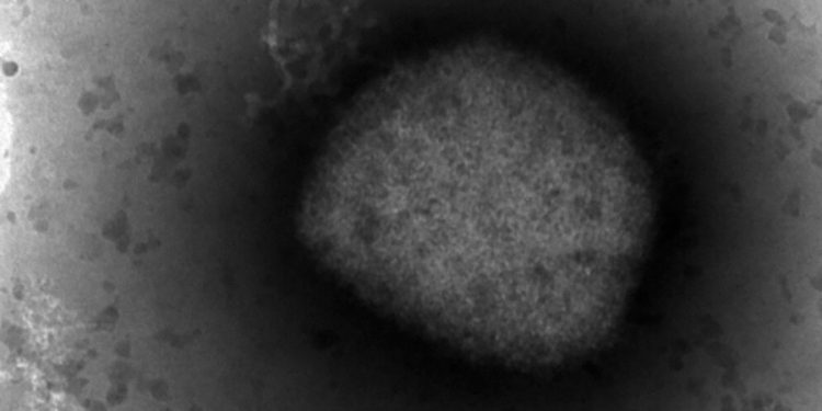 Monkeypox: CDC’s new warning level explained