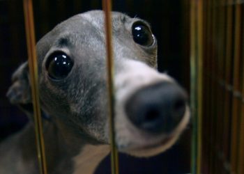 Dog tests positive for monkeypox in first suspected human-to-pet transmission