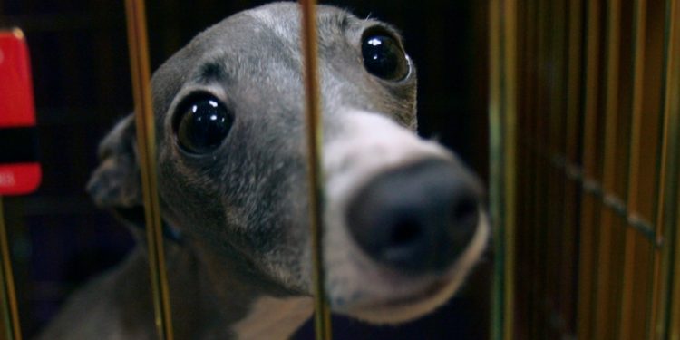 Dog tests positive for monkeypox in first suspected human-to-pet transmission