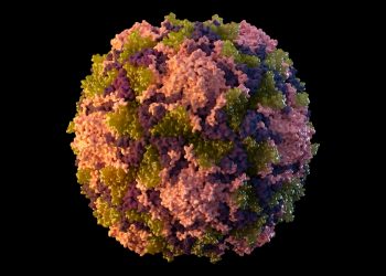 Poliovirus found in NY wastewater genetically linked to case that paralyzed New York man