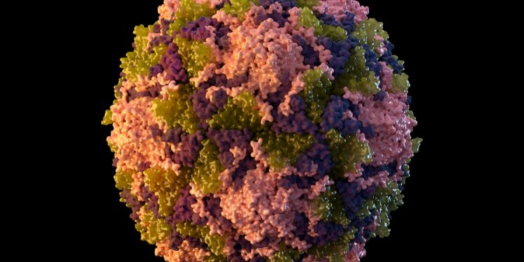 Poliovirus found in NY wastewater genetically linked to case that paralyzed New York man