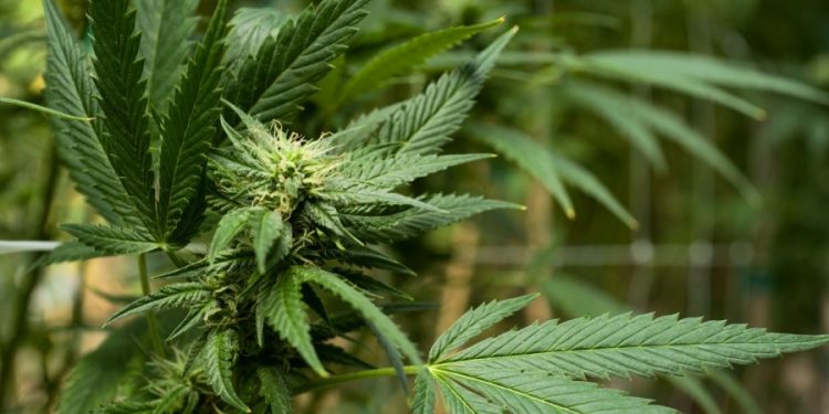 Health Care — Biden takes action on federal marijuana convictions