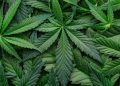North Dakota rejects legalization of recreational marijuana