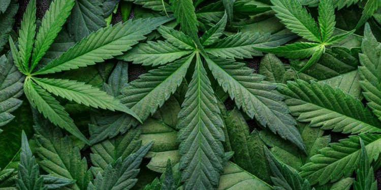 North Dakota rejects legalization of recreational marijuana