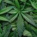 North Dakota rejects legalization of recreational marijuana