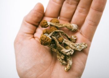 Colorado votes to decriminalize ‘magic mushrooms’