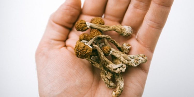 Colorado votes to decriminalize ‘magic mushrooms’
