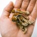 Colorado votes to decriminalize ‘magic mushrooms’
