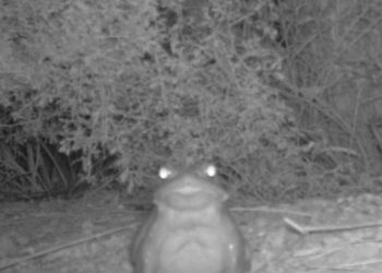 Don’t lick the poison toad, National Park Service warns