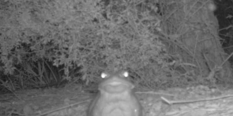 Don’t lick the poison toad, National Park Service warns