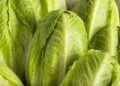 Lettuce recalled in Florida over possible salmonella contamination
