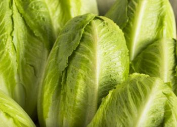 Lettuce recalled in Florida over possible salmonella contamination