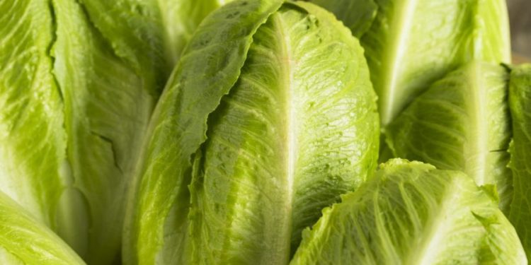 Lettuce recalled in Florida over possible salmonella contamination