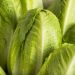 Lettuce recalled in Florida over possible salmonella contamination