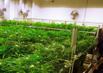 Senate passes marijuana medication bill