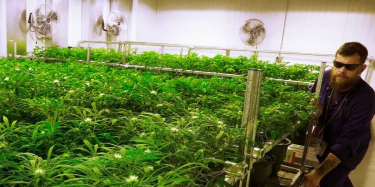 Senate passes marijuana medication bill