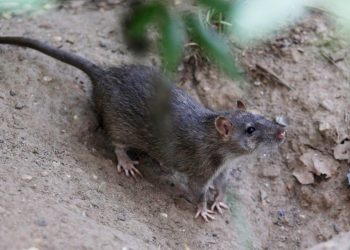 NYC hiring ‘rat pack’ leader to ‘keep the city’s rats in check and on notice’