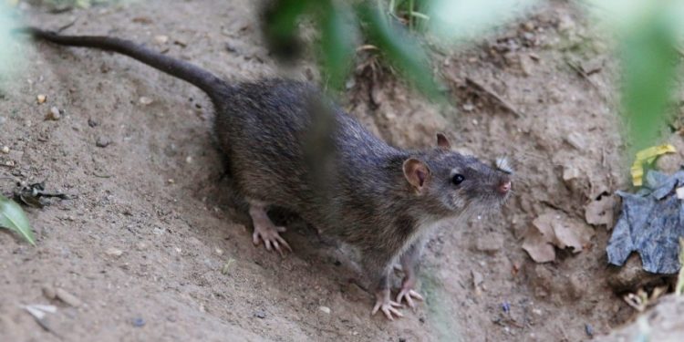 NYC hiring ‘rat pack’ leader to ‘keep the city’s rats in check and on notice’