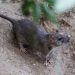 NYC hiring ‘rat pack’ leader to ‘keep the city’s rats in check and on notice’