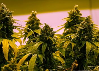 Study: 1 in 4 adults with chronic pain turning to cannabis