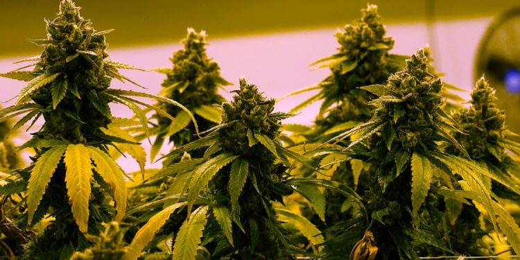 Study: 1 in 4 adults with chronic pain turning to cannabis