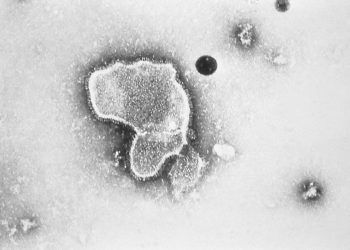 FDA panel narrowly endorses Pfizer vaccine for RSV in older adults