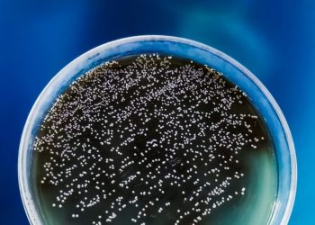 CDC warns of drug-resistant, deadly fungus: How is it spread?