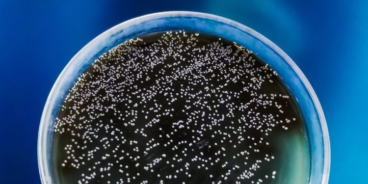 CDC warns of drug-resistant, deadly fungus: How is it spread?