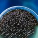 CDC warns of drug-resistant, deadly fungus: How is it spread?