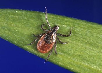 Cases of rare tick-borne disease on the rise in 8 states, CDC says