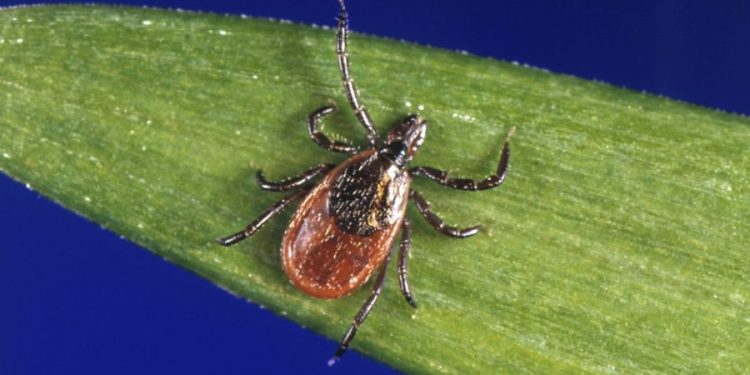 Cases of rare tick-borne disease on the rise in 8 states, CDC says