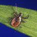 Cases of rare tick-borne disease on the rise in 8 states, CDC says