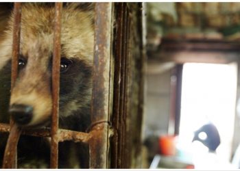 New study cites Wuhan raccoon dogs as possible origin of COVID-19
