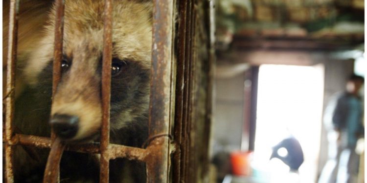 New study cites Wuhan raccoon dogs as possible origin of COVID-19