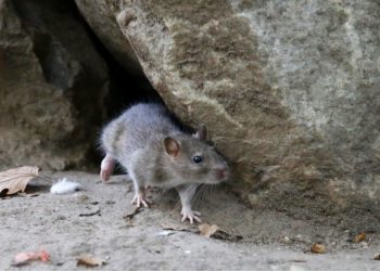 Multiple COVID variants found in New York rats: study