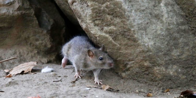 Multiple COVID variants found in New York rats: study