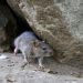 Multiple COVID variants found in New York rats: study