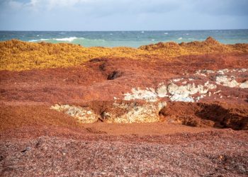 Seaweed bloom reaches record size: ‘Major beaching events are inevitable’